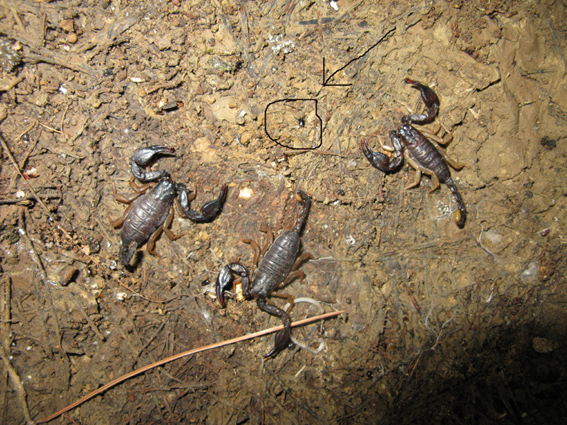 3 Euscorpius flavicaudis